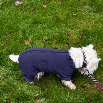 Комбинезон для собак и кошек Зоозавр: отзыв пользователя. Зоомагазин Зоозавр