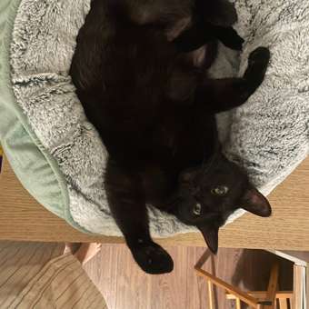 Лежанка Barbaks S 48*43*20см овальная меховая с бортиком и съемной подушкой Зелёная: отзыв пользователя. Зоомагазин Зоозавр