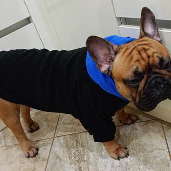 Худи для собак Rain Dog: отзыв пользователя. Зоомагазин Зоозавр