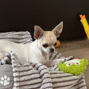 Игрушка для собак Barbaks Пингвин мягкий пищит с лапками из TRP 14*11 см: отзыв пользователя. Зоомагазин Зоозавр