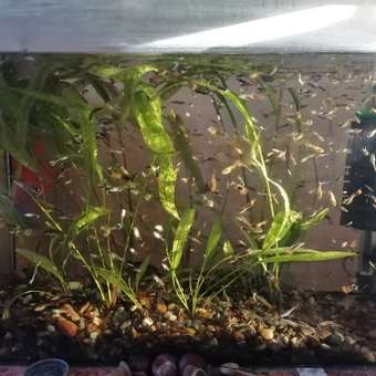 Корм для рыб Tetra Guppy гуппи в хлопьях 12г: отзыв пользователя. Зоомагазин Зоозавр