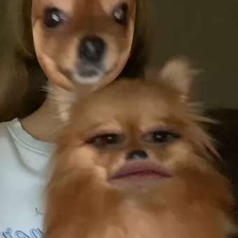 Корм для собак ROYAL CANIN породы померанский шпиц 0.5кг: отзыв пользователя. Зоомагазин Зоозавр