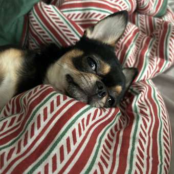 Корм сухой для собак PRO PLAN DUO DELICE 700г с говядиной для мелких и карликовых пород: отзыв пользователя. Зоомагазин Зоозавр