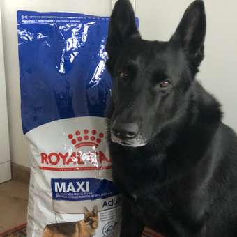 Корм для собак ROYAL CANIN крупных пород до 5 лет 15кг: отзыв пользователя. Зоомагазин Зоозавр