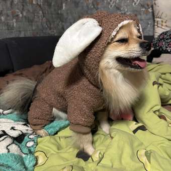 Комбинезон для собак и кошек Зоозавр: отзыв пользователя. Зоомагазин Зоозавр