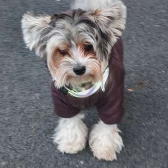 Комбинезон для собак и кошек Зоозавр: отзыв пользователя. Зоомагазин Зоозавр