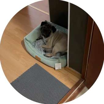 Лежанка Barbaks L 62*50*17см прямоугольная однотонная с бортиком и съемной подушкой Зелёная: отзыв пользователя. Зоомагазин Зоозавр