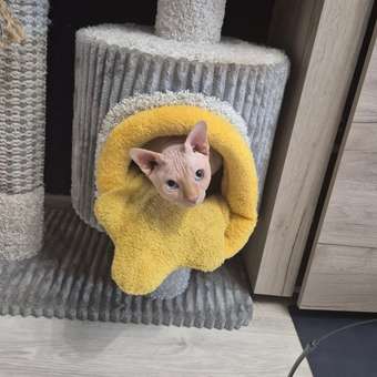 Корм сухой для кошек ROYAL CANIN Sphynx 400г породы сфинк: отзыв пользователя. Зоомагазин Зоозавр