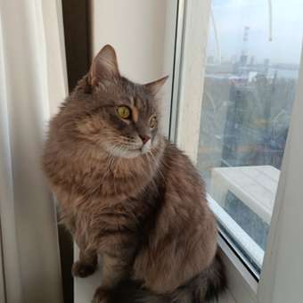 Корм сухой для кошек ROYAL CANIN Indoor 400г пожилых кошек постоянно проживающих в помещении: отзыв пользователя. Зоомагазин Зоозавр