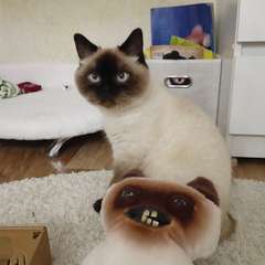 Фото отзыва 11229745