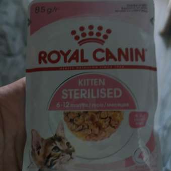 Корм для котят Royal Canin 85г Kitten Sterilised желе для стерилизованных котят пауч: отзыв пользователя. Зоомагазин Зоозавр