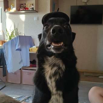 Берет для собак и кошек Зоозавр: отзыв пользователя. Зоомагазин Зоозавр