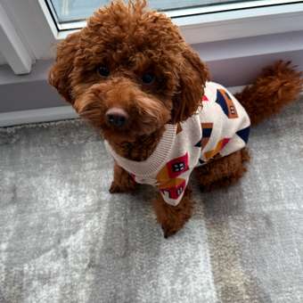 Джемпер для собак и кошек Зоозавр: отзыв пользователя. Зоомагазин Зоозавр