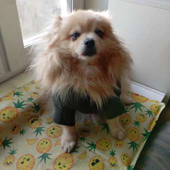 Джемпер для собак и кошек Зоозавр: отзыв пользователя. Зоомагазин Зоозавр