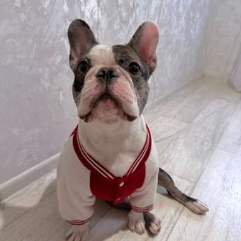 Бомбер для собак и кошек Зоозавр: отзыв пользователя. Зоомагазин Зоозавр