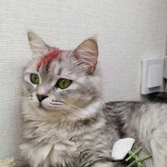 Игрушка для кошек Mon Tero Эко Рыбья кость с кошачьей мятой Белая: отзыв пользователя. Зоомагазин Зоозавр