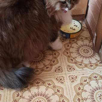 Корм влажный для кошек PRO PLAN INDOOR 85г с лососем в соусе: отзыв пользователя. Зоомагазин Зоозавр