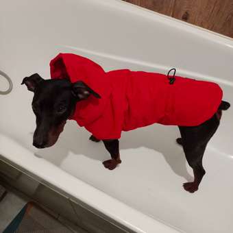 Жилет для собак и кошек Зоозавр: отзыв пользователя. Зоомагазин Зоозавр