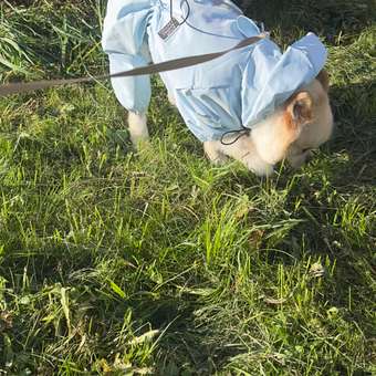 Дождевик-комбинезон для собак Zoozavr голубой 45: отзыв пользователя. Зоомагазин Зоозавр