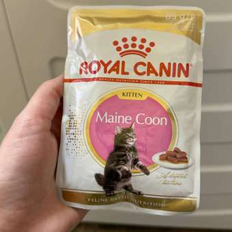 Корм для котят Royal Canin 85г Maine Coon Kitten соус для котят мейн кун пауч: отзыв пользователя. Зоомагазин Зоозавр