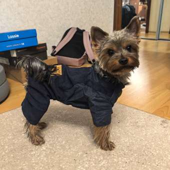 Костюм для собак Зоозавр темно-синий 35: отзыв пользователя. Зоомагазин Зоозавр