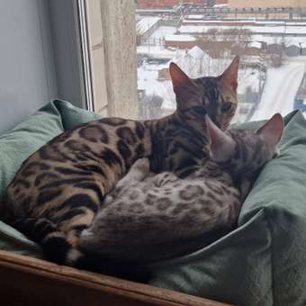 Лежанка Barbaks М 50*40*15см прямоугольная однотонная с бортиком и съемной подушкой Зелёная: отзыв пользователя. Зоомагазин Зоозавр