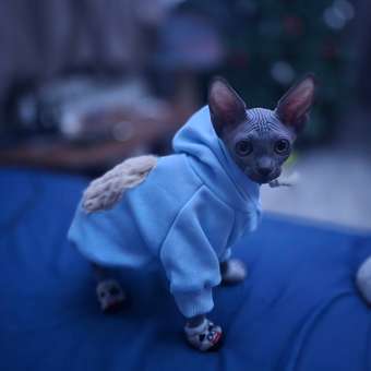 Толстовка для собак и кошек Зоозавр: отзыв пользователя. Зоомагазин Зоозавр