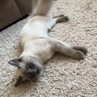 Корм сухой для котят ROYAL CANIN Kitten 300г: отзыв пользователя. Зоомагазин Зоозавр