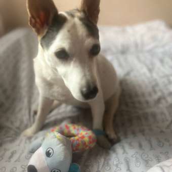 Игрушка для собак Barbaks Волк Пётр мягкая пищит 20см с элементами TRP: отзыв пользователя. Зоомагазин Зоозавр