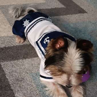 Комбинезон для собак и кошек Зоозавр: отзыв пользователя. Зоомагазин Зоозавр