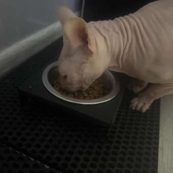 Корм сухой для кошек PRO PLAN 3кг с лососем: отзыв пользователя. Зоомагазин Зоозавр