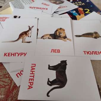 Карточки Attivio обучающие Животные 36 карточек: отзыв пользователя Детский Мир