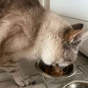 Корм для кошек Pet-a-Pet 100г диетический профилактика болезней почек Renal: отзыв пользователя. Зоомагазин Зоозавр