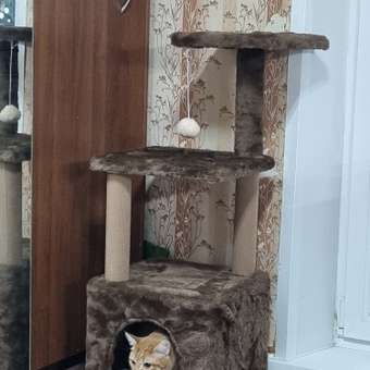 Когтеточка с домиком для кошек ZURAY коричневый: отзыв пользователя. Зоомагазин Зоозавр