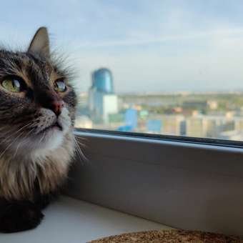 Корм для кошек Roybis 1.5кг с уткой для профилактики МКБ: отзыв пользователя. Зоомагазин Зоозавр