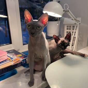 Корм сухой для кошек ROYAL CANIN Sphynx 10кг породы сфинк: отзыв пользователя. Зоомагазин Зоозавр