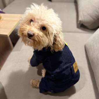 Костюм для собак Зоозавр темно-синий 35: отзыв пользователя. Зоомагазин Зоозавр