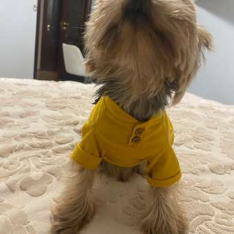 Футболка для собак и кошек Зоозавр: отзыв пользователя. Зоомагазин Зоозавр