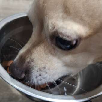 Корм для собак ROYAL CANIN Mini Ageing 12+ для стареющих собак мелких размеров 85г: отзыв пользователя. Зоомагазин Зоозавр