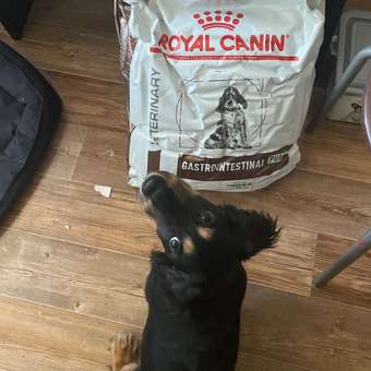 Корм для щенков ROYAL CANIN Gastro Intestinal Junior GIJ29 при нарушениях пищеварения 10кг: отзыв пользователя. Зоомагазин Зоозавр