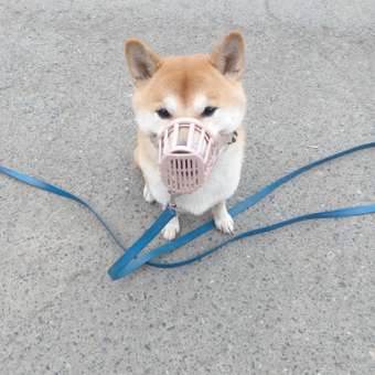 Намордник для собак Triol пластиковый с нейлоновым ремешком №4 60-50-105мм: отзыв пользователя. Зоомагазин Зоозавр