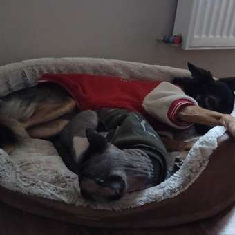 Лежанка Barbaks Шубка L 70*54*20см: отзыв пользователя. Зоомагазин Зоозавр