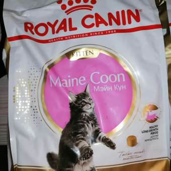 Корм для котят Royal Canin 4кг Maine Coon породы мейн-кун: отзыв пользователя. Зоомагазин Зоозавр