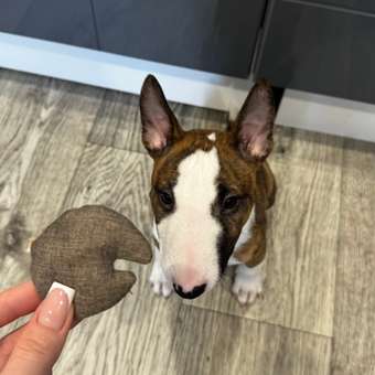 Игрушка для собак Barbaks Краб Леонтий мягкий с пищалкой 21*17см: отзыв пользователя. Зоомагазин Зоозавр