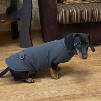 Куртка для собак Не один дома: отзыв пользователя. Зоомагазин Зоозавр