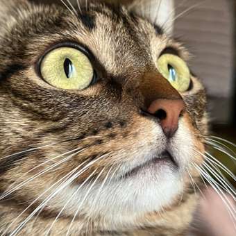 Корм для кошек Royal Canin 85г Hair and skin для поддержания здоровья кожи и красоты шерсти тонкие ломтики в желе: отзыв пользователя. Зоомагазин Зоозавр