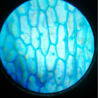 Микроскоп Give Creative детский школьный, 6 режимов: отзыв пользователя Детский Мир