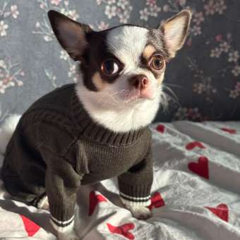 Комбинезон для собак и кошек Зоозавр: отзыв пользователя. Зоомагазин Зоозавр