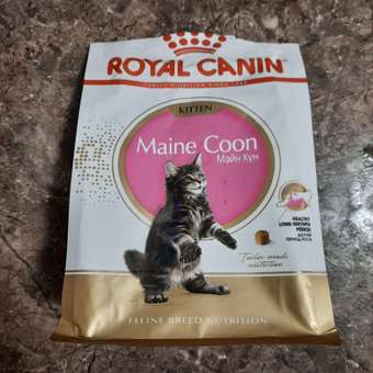 Корм для котят Royal Canin 400г Maine Coon породы мейн-кун: отзыв пользователя. Зоомагазин Зоозавр