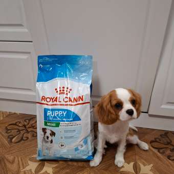 Корм для щенков ROYAL CANIN Puppy мелких пород 4кг: отзыв пользователя. Зоомагазин Зоозавр